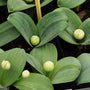 Puinlook - Allium karataviense