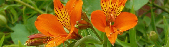 Peruviaanse lelie - Alstroemeria 'Orange King'