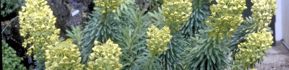 Wolfsmelk - Euphorbia characias 'Lambrook Gold'