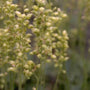 Purperklokje - Heuchera cylindrica 'Greenfinch'