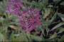 Korenbloem - Centaurea montana 'Parham'