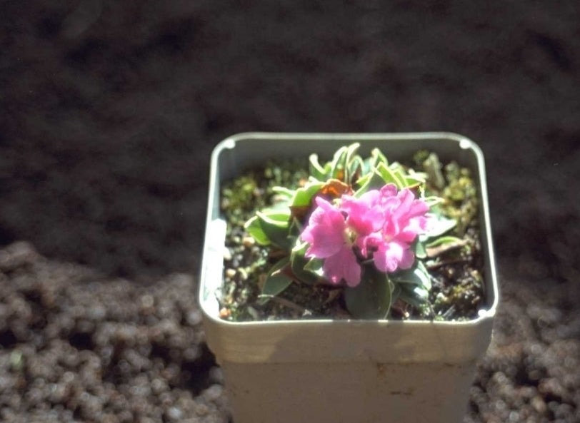 Sleutelbloem - Primula latifolia