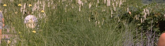 Pimpernel - Sanguisorba Tenuifolia var. alba