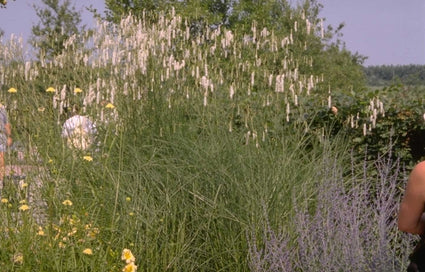 Pimpernel - Sanguisorba Tenuifolia var. alba