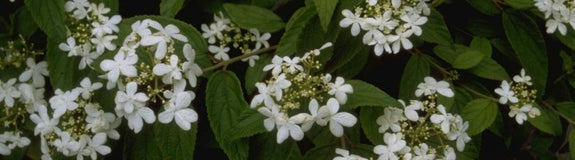 Japanse Sneeuwbal - Viburnum plicatum 'Mariesii'