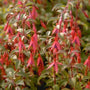 Bellenplant - Fuchsia 'Riccartonii'
