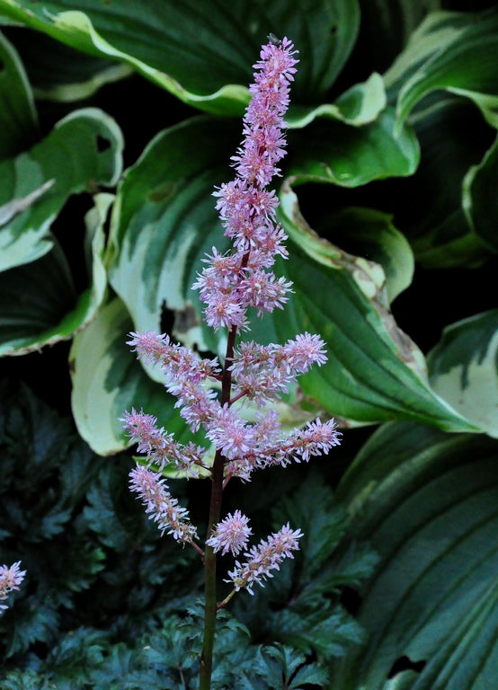 Spierstruik - Astilbe x crispa 'Perkeo'