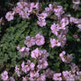 Ooievaarsbek - Geranium dalmaticum