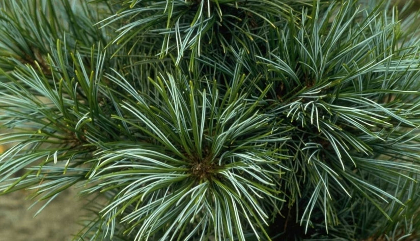 Koreaanse den - Pinus koraiensis 'Silveray'