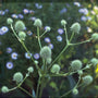 Yuccabladige kruisdistel - Eryngium yuccifolium