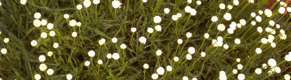 Cipressenkruid - Santolina chamaecyparissus var. lindavica