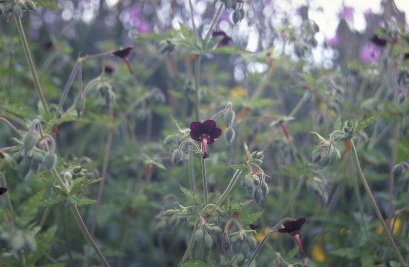 Ooievaarsbek - Geranium sinense