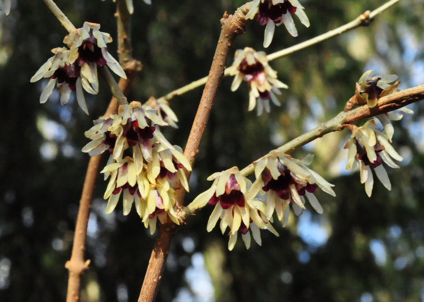 Chimonanthus praecox