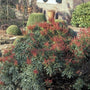 Rotsheide - Pieris japonica 'Little Heath Green'