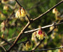 Chimonanthus praecox Winterzoet