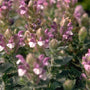 Scutellaria alpina 'Greencourt'