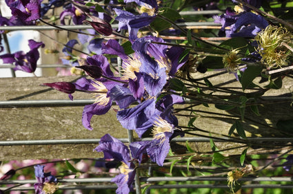 Clematis 'Blue Pirouette'