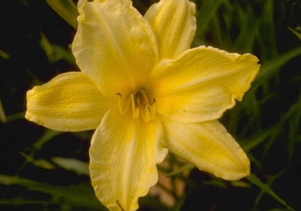 Daglelie - Hemerocallis 'Dawn Supreme'