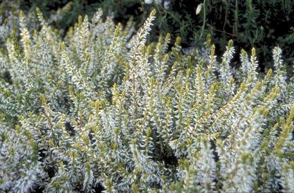 Knopbloeiende heide - Calluna vulgaris 'Sandy'