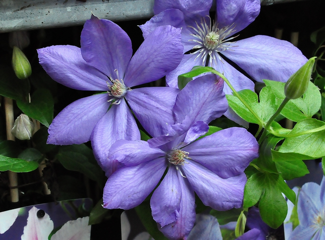 Blauwe bloemen clematis