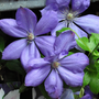 Blauwe bloemen clematis