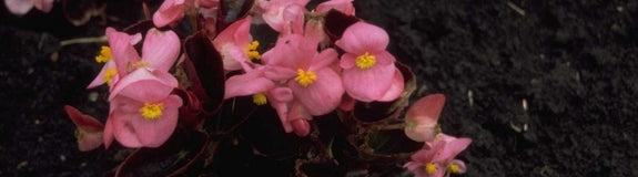 Scheefblad - Begonia semperflorens 'Pink'