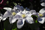 Clematis 'Silver Moon'