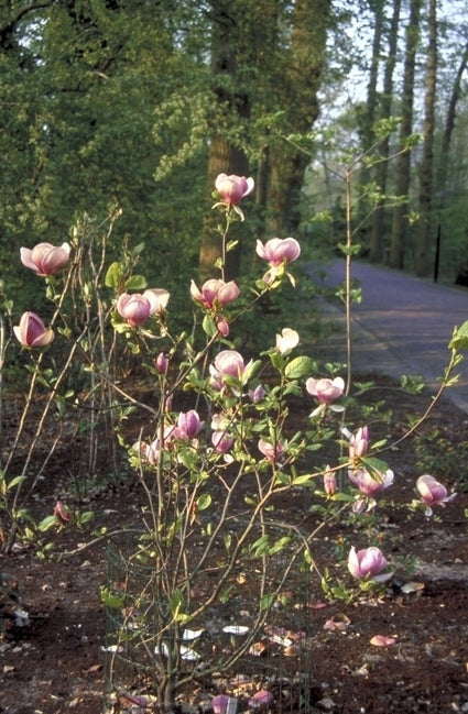 Gewone magnolia - Magnolia x soulangeana 'Lennei'