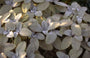 Salie - Salvia officinalis 'Berggarten'