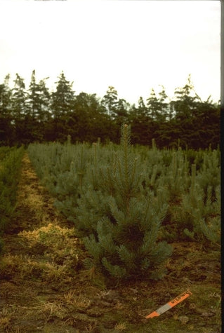Pinus sylvestris 'Glauca'