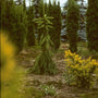 Fijnspar - Picea abies 'Pendula Major'