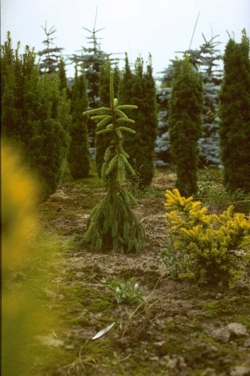 Fijnspar - Picea abies 'Pendula Major'