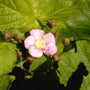 Roodbloeiende framboos - Rubus odoratus
