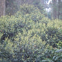 Rotsheide - Pieris floribunda