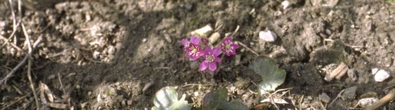 Leverbloempje - Hepatica nobilis 'Rubra'