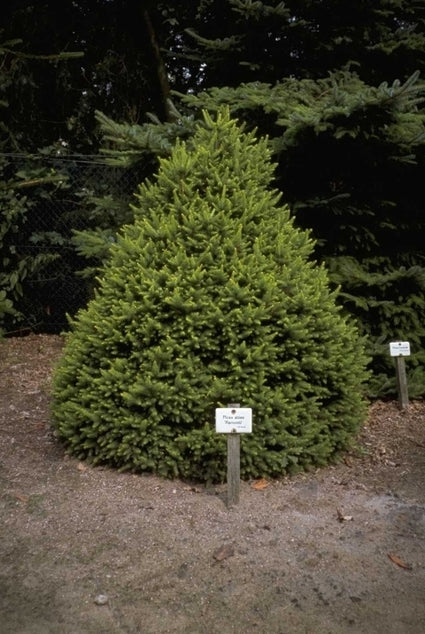 Fijnspar - Picea abies 'Remontii'