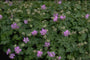 Ooievaarsbek - Geranium x cantabrigiense 'Andrew Clarke'