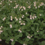 Longkruid - Pulmonaria officinalis 'Sissinghurst White'