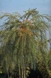 Japanse larix - Larix kaempferi 'Pendula'