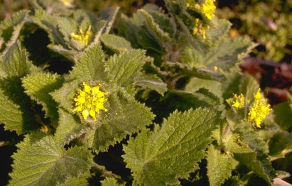 Scrophularia vernalis