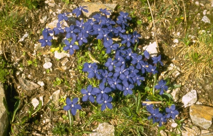 Gentiana verna