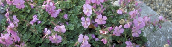 Geranium dalmaticum 'Bressingham Pink'