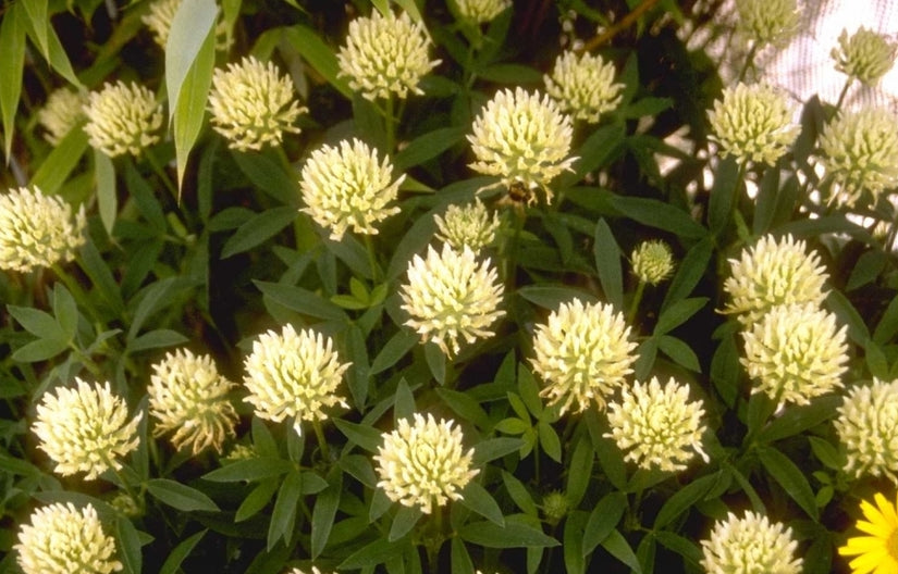 Klaver - Trifolium ochroleucon