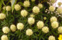 Klaver - Trifolium ochroleucon