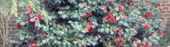 Camelia - Camellia japonica 'Matthotiana'