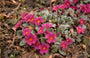 Sleutelbloem - Primula 'Tawny Port'
