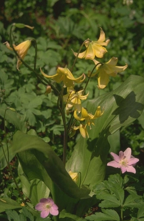 Erythronium 'Pagoda'