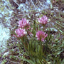 Anthyllis montana