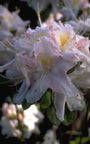 Rododendron - Rhododendron 'Apple Blossom'