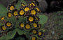 Sleutelbloem - Primula Gold Lace Hybrids